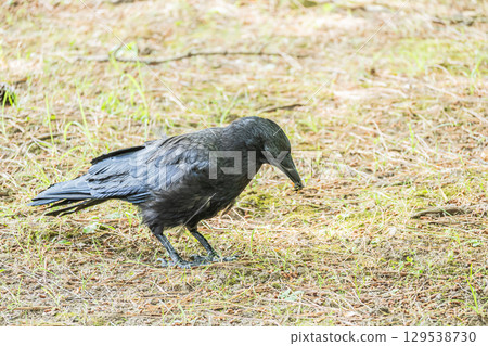 A crow (Carrion crow) holding an insect in its mouth 129538730
