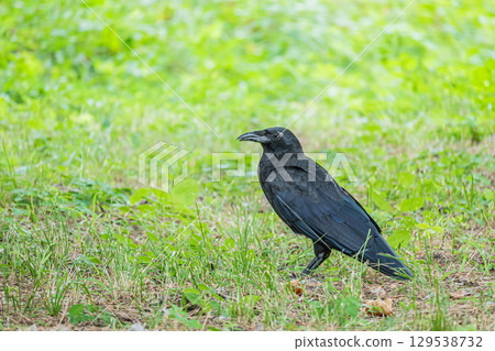 Crow Crow 129538732