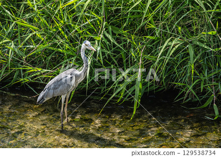 京都市高野川的蒼鷺 129538734