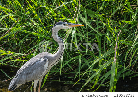 Grey Heron, Takano River, Kyoto City Grey Heron, Takano River, Kyoto City 129538735