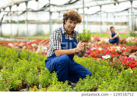 Male worker holding a pot of mint in hands Male worker holding a pot of mint in hands 129538752