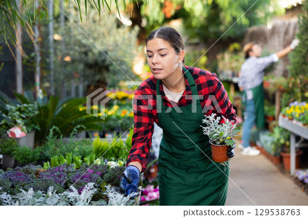 Saleswoman working in garden shop, examining and preparing for sale potted plants 129538763