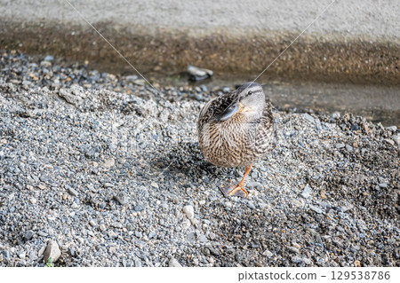 綠頭鴨（雌）京都市鴨川市 129538786