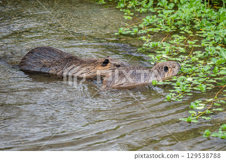 Nutria, Kamogawa, Kyoto City Nutria, Kamogawa, Kyoto City 129538788
