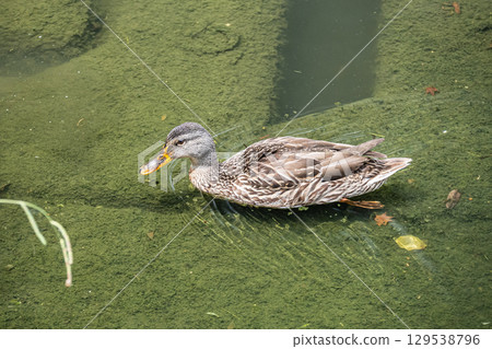 Mallard (female) Kamogawa, Kyoto City 129538796