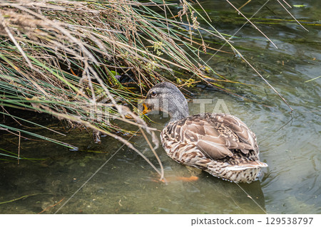 京都市鴨川河邊覓食的綠頭鴨(雌性) 京都市鴨川河邊覓食的綠頭鴨(雌性) 129538797