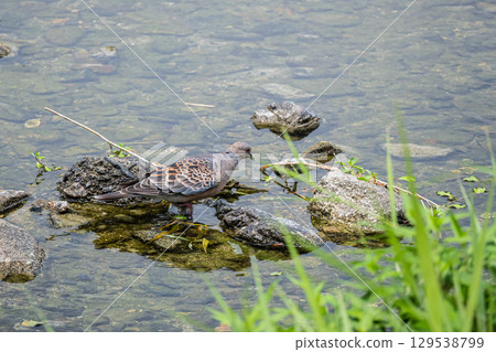 斑鳩（東方斑鳩）京都市鴨川 129538799