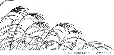 Illustration of Japanese pampas grass drawn with a pen Illustration of Japanese pampas grass drawn with a pen 129538875
