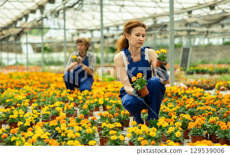 Gardening female worker in overall inspects young marigolds plants after treatment with antifungal drugs. Care, supervision, fungicides Gardening female worker in overall inspects young marigolds plants after treatment with antifungal drugs. Care, supervision, fungicides 129539006