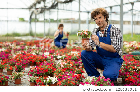Male farm worker caring for flowers of the Balsaminaceae genus in greenhouse 129539011