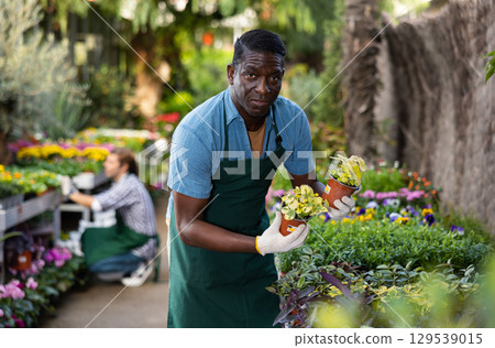 African american worker of gardening store arranging variegated plectranthus in pots African american worker of gardening store arranging variegated plectranthus in pots 129539015