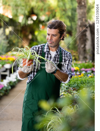 Experienced floriculturist checking potted Chlorophytum comosum in greenhouse Experienced floriculturist checking potted Chlorophytum comosum in greenhouse 129539064