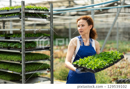 Female worker in overalls carries tray with mint flower sprouts in greenhouse 129539102
