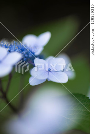 Hydrangea blooming in the rainy season Hydrangea blooming in the rainy season 129539319