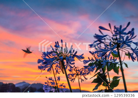 Agapanthus and Hawk Moths in the sunset sky Agapanthus and Hawk Moths in the sunset sky 129539336