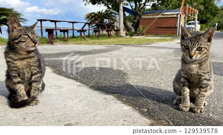 沖繩，離島的貓咪在海邊悠閒地度過悠閒的海島時光 129539578