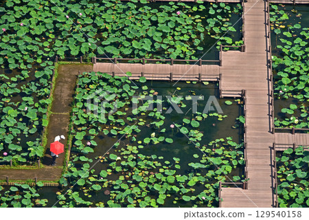 Gyoda City, Saitama Prefecture, Ancient Lotus Village Gyoda City, Saitama Prefecture, Ancient Lotus Village 129540158