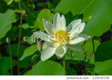 White Lotus Flower 129540196