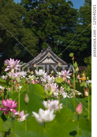 Lotus flowers blooming in the temple grounds 129540201