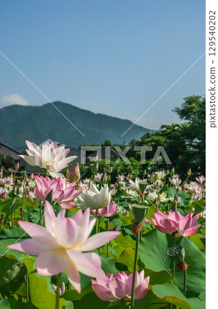 Lotus flowers and Mt. Hongu shining against the blue sky Lotus flowers and Mt. Hongu shining against the blue sky 129540202