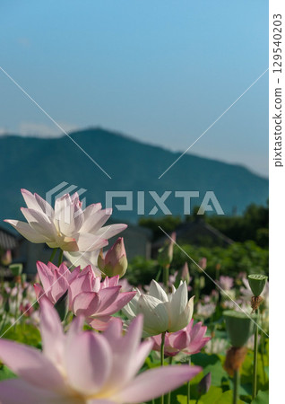 蓮花與本宮山在藍天映襯下熠熠生輝 129540203