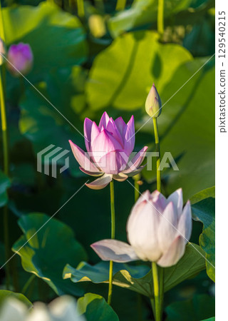 日出時蓮花景觀 日出時蓮花景觀 129540215