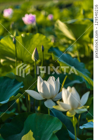 日出時蓮花景觀 日出時蓮花景觀 129540216