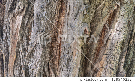 Textured bark of an old tree. Covered with moss and cracks. Furniture production 129540233
