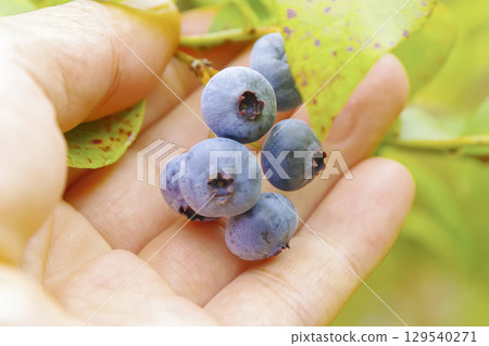 從家庭花園採藍莓 129540271