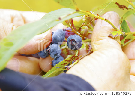 從家庭花園採藍莓 129540273
