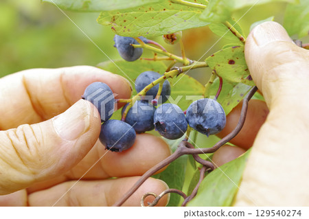Harvesting blueberries from a home garden 129540274