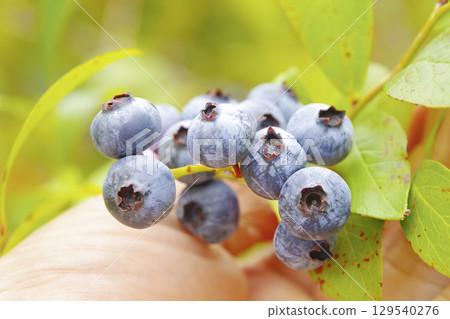 Harvesting blueberries from a home garden Harvesting blueberries from a home garden 129540276