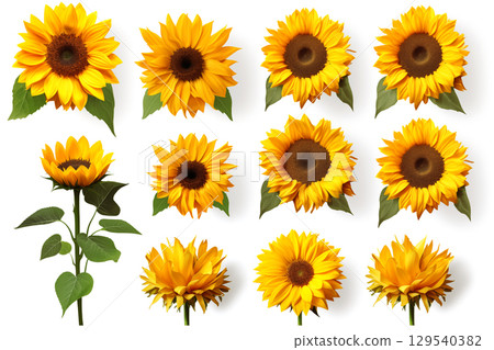 sunflowers. collection of hand drawn sunflowers flowers isolated on a white background 129540382