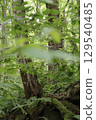 在森林裡的樹木 129540485