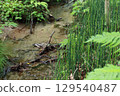 小川的苔蘚 129540487