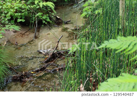 Ogawa's moss Ogawa's moss 129540487