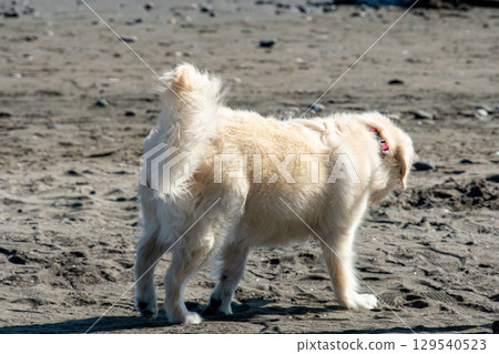 在海灘上散步的黃金獵犬 129540523