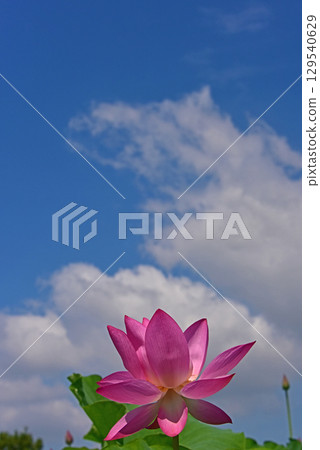 The beauty of lotus flowers created by light and shadow The beauty of lotus flowers created by light and shadow 129540629