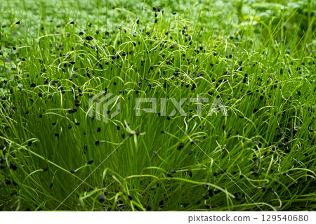 green green 129540680