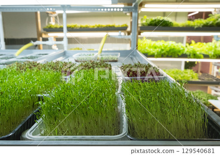 Urban Urban 129540681