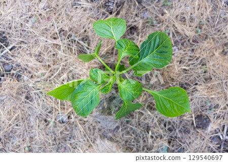 Mulching 129540697