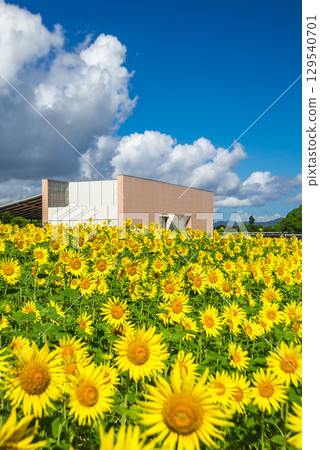 濱名湖花園公園(向日葵田) 濱名湖花園公園(向日葵田) 129540701