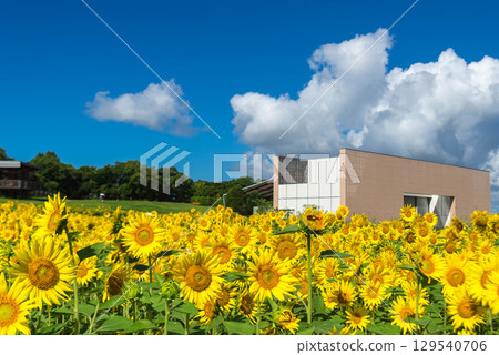Lake Hamana Garden Park (Sunflower Fields) Lake Hamana Garden Park (Sunflower Fields) 129540706