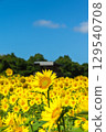 濱名湖花園公園（向日葵田） 129540708