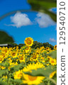 濱名湖花園公園（向日葵田） 129540710