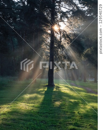 Morning misty forest, with rays. Morning misty forest, with rays. 129540729