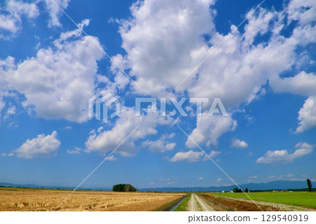田間小路與開闊的天空（北海道岩澤市美嗆市） 129540919