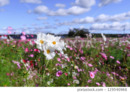 北海道大樹町大波斯菊花園中盛開的大波斯菊 [十月] 129540968