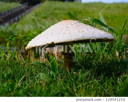 夏日午後發現的一個大白蘑菇 夏日午後發現的一個大白蘑菇 129541254