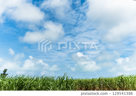 藍天和甘蔗領域 129541386